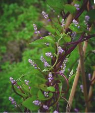 Red malabar spinach d'occasion  Expédié en Belgium