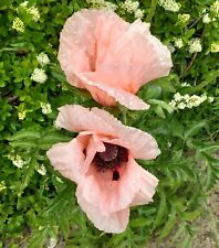 Mohn rientalischer riesenmohn gebraucht kaufen  Großenhain