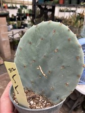 Opuntia robusta dinner for sale  Temecula