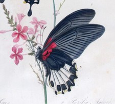 1798 top donovan usato  Urbino