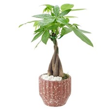 Money tree speckled for sale  Miami