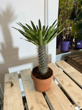 Pachypodium lamerei 70cm gebraucht kaufen  Nordkirchen
