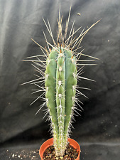 Stetsonia coryne cactus usato  Massafra
