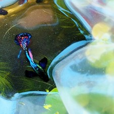 Live guppy fry for sale  Long Beach
