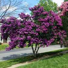 Lagerstroemia indica viola usato  Valmacca