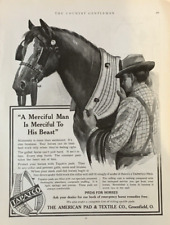 Horses tapatco american for sale  Gilbert