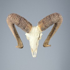 013mu mufflon jagdtrophae gebraucht kaufen  Versand nach Germany