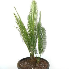 Dioon edule forma usato  Napoli