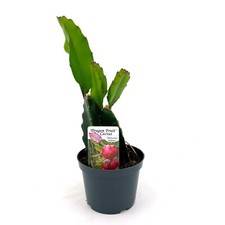 Pianta pitaya cactus usato  Catania