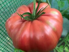 Tomatensamen italienische flei gebraucht kaufen  Hanhofen