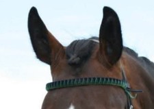Velvet coloured browband. for sale  WELLINGTON