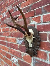 animal skulls for sale animal skulls for sale UK