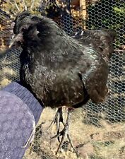 Fibro easter egger for sale  Concho