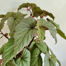 Begonia sinbad top for sale  BROCKENHURST