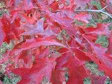 Scarlet oak tree for sale  Russell