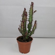 Euphorbia lactea cristata for sale  LUTON