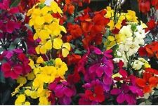 Mixed wallflower seeds for sale  SOUTH CROYDON