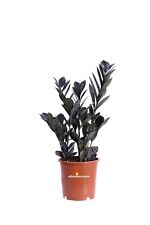Pianta zamioculcas zamilifolia usato  Santeramo in Colle