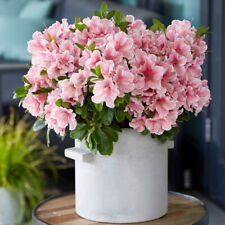 Azalea encore sunburst for sale  PETERBOROUGH