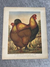hens cochin for sale hens cochin for sale Summerville
