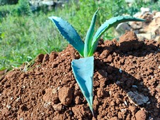 Agave americana verde usato  Supersano