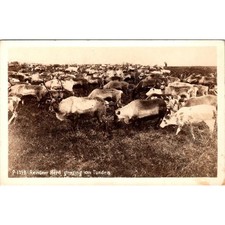 Rppc reindeer herd for sale  Berthoud