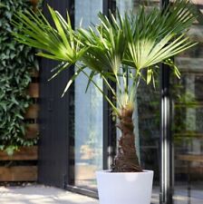 Windmill palm tree for sale  ROCHESTER