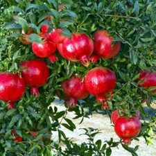 fruit trees shrubs for sale fruit trees shrubs for sale Lincolnton