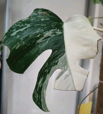 Monstera albo variegated for sale  WOLVERHAMPTON