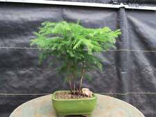 tree pine norfolk for sale tree pine norfolk for sale Freeport