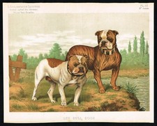 Estampa antiga de buldogue e mastim inglês de 1885 | Aclimatation Illustrée Dog Art comprar usado  Enviando para Brazil