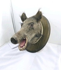 Wild boar taxidermy for sale  Las Vegas