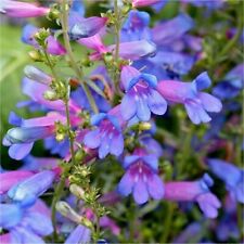 penstemon for sale penstemon for sale MARCH