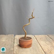 Bonsai ulmus minor gebraucht kaufen  München