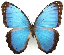 Morpho helenor ctavia gebraucht kaufen  München