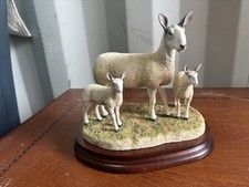 ewe lamb for sale ewe lamb for sale BALA