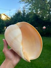 Muschel melo diadema gebraucht kaufen  Bad Tölz
