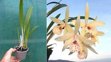 Cattleya petite stars d'occasion  Fumel