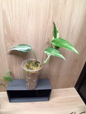 live house plants beautiful for sale  Roanoke