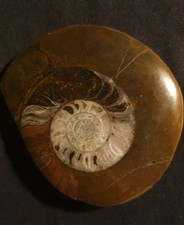 Goniatite ammonite fossil for sale  BRIGHTON