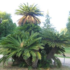 Cycas revoluta cicas usato  Napoli