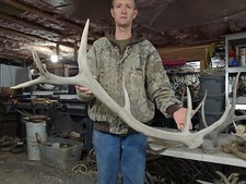 Big elk antler for sale  Montrose