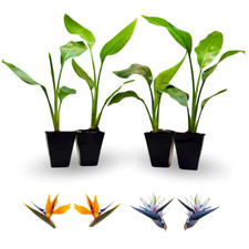 Bird paradise plants for sale  Apopka