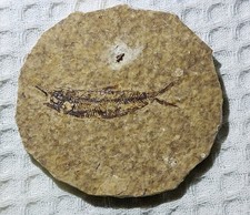 Rare poisson fossile d'occasion  Niort