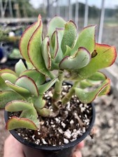 Crassula arborescens undulatif for sale  Ireland