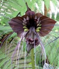 Samen fledermausblume wundersc gebraucht kaufen  Calw
