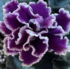 African violet hot for sale  Brooklyn