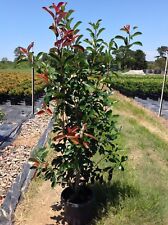 Photinia fraseri redrobin usato  Valmacca