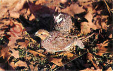 Picture postcard bobwhite for sale  NEWCASTLE UPON TYNE