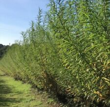 Hybrid willow cuttings for sale  COLCHESTER